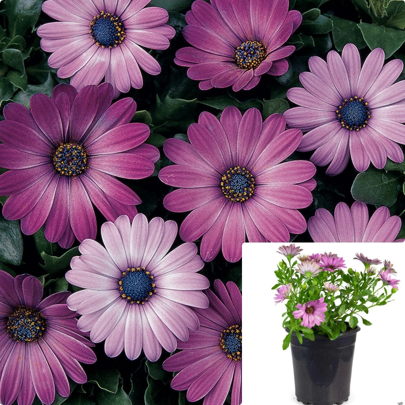 Osteospermum Serenity Pink 1Gallon Plant African Daisy Plant African D ...