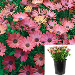 Osteospermum Serenity Rose Magic 1 Gallon Plant African Daisy Cape Veldt Daisies Flower Live Plant Ho7