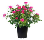 Rosa Tree Iceberg 5 Gallon Floribunda Plant Korbin Des Neiges Sc Live Plant Otdoo Live plant Gr7