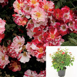 Rosa Fourth Of July Climbing 5Gallon Plant Rose Fourth Of July Plant Fourth Of July Climbing Rose Plant Flower Live Plant Ho7