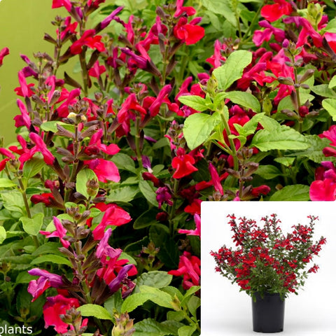 Salvia Greggii Mirage Cherry Red 1 Gallon Plant Sage Autumn Flower Live Plant Ho7