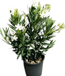 Nerium Oleander Sister Agnes Multi 5 Gallon Plant Single White Outdoor Live Plant Fr7