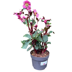 Helleborus John 2 Gallon Plant Orientalis Palnt Flower Live Plant Fr7