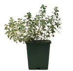 Thyme Lime Lemon Thyme 4Inches Pot Plant Thymus Citriodorus Citrus Citrus Thyme Her Ht7 Best