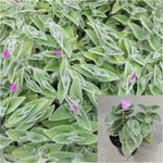 White Velvet Jew Tradescantia Sillamontana Matuda Hairy Web Comb Fuzzy Best Live Plant 6 pot Ht7