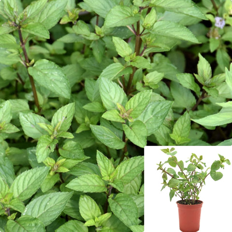 Mint Chocolate Mint Mint Peppermint Black Mint Plant Menta Tea Culinary Tea 4 Inches Pot Ht7 Best