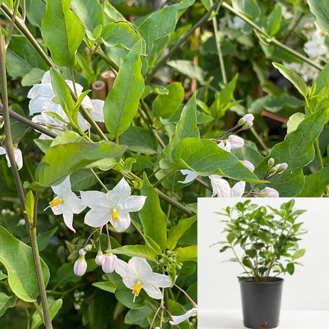 Solanum Jasminoides Staked 4 inches Jasmine Nightshade White Potato Vine Live Plant Outdoor Ht7