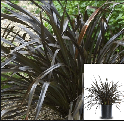 Phormium Platt Black 5 Gallon Plant Grass Shrubs Live Plant Fr7