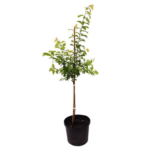 Plum Sweet Treat Pluerry R.I.S 5 Gallon Plant Prunus Sweet Treat Plant Outdoor Plant Fruit Tree Live Plant Best Dw7Ht7