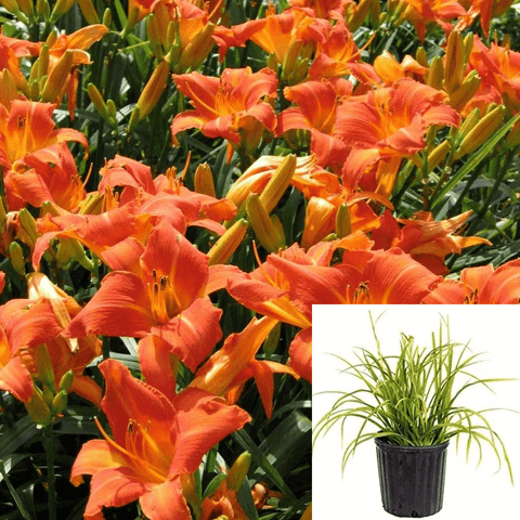 Hemerocallis Orange 1Gallon Day Lilies Tawny Daylily Perennials Live Plant Gr7