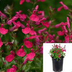Salvia Gregii Mirage Cherry 1 Gallon Plant Autumn Sage Flower Live Plant Gr7
