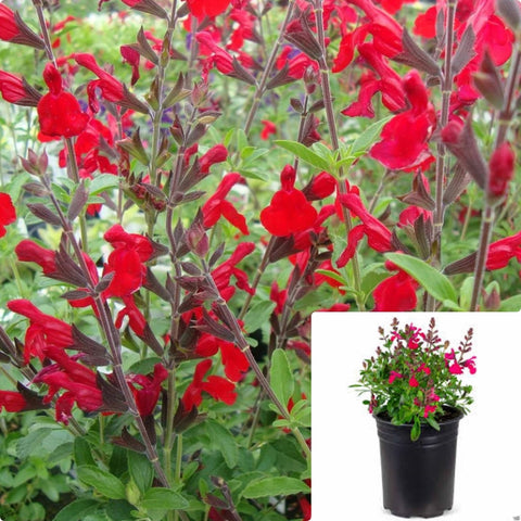 Salvia Greggii Radio Red 1 Gallon Plant Meadow Sage Autumn Flower Live Plant Ho7