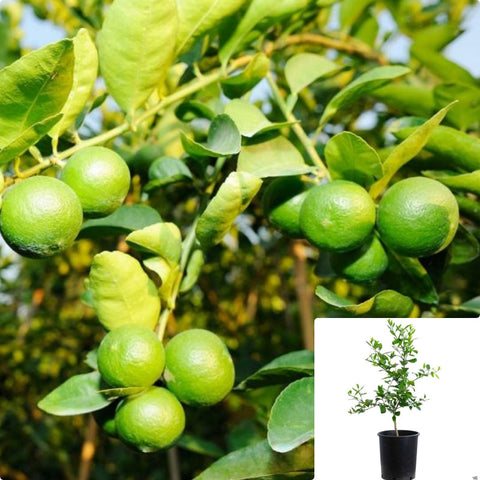 Lime Semi Dwarf Thornless Mexi 3Gallon Plant Thornless Key Plant Citrus Aurantifolia Plant Mexican Limes Fruit Tree Live Plant Ht7