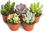 Succulents Assorted 3 Plant In 3Gallon Plant Rossy Rose Rare Succulent Purple Pink Green Indoor Cactus Live Plant Gr7