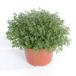 Thymus Serpyllum Pink Chintz Pot 1Quart Plant Breckland Thyme Pink Plant Creeping Thym Pink Ht7 Best