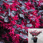 Loropetalum Chinensis Chang Nian Hong 1Gallon Ever Red Chinese Fringe Flower Chinese Fringe Flower Flower Mr7 Live Plant