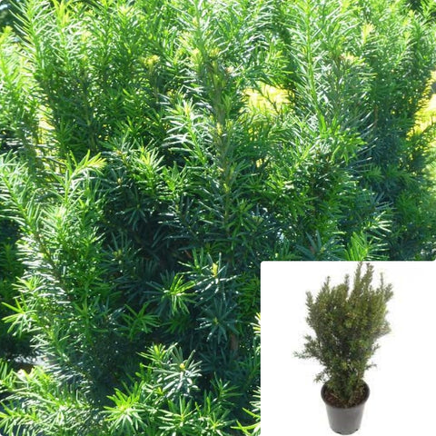 Taxus Media Hicksii 5Gallon Plant Hicks Yew Or Alternately Plant Hicks Yew Plant Hicks Hybrid Yew Plant Outdoor Live Plant Ho7