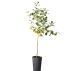 Fruit Tree Blenheim Apricot 5Gallon Plant Prunus Armeniaca Blenheim Peach Tree Plant Outdoor Fruit Tree Live Plant Gr7