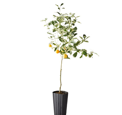 Fruit Tree Blenheim Apricot 5Gallon Plant Prunus Armeniaca Blenheim Peach Tree Plant Outdoor Fruit Tree Live Plant Gr7