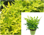 Nandina Lemon Lime 3Gallon Plant Heavenly Bamboo Palnt Shrubs Live Plant Fr7