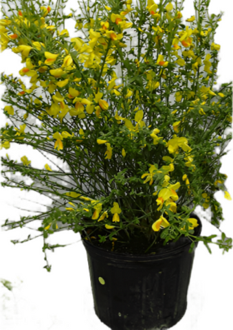 Cytisus Purgans Spanish Gold 3 Gallon Scoparius Yellow Broom Live Plant Ho7