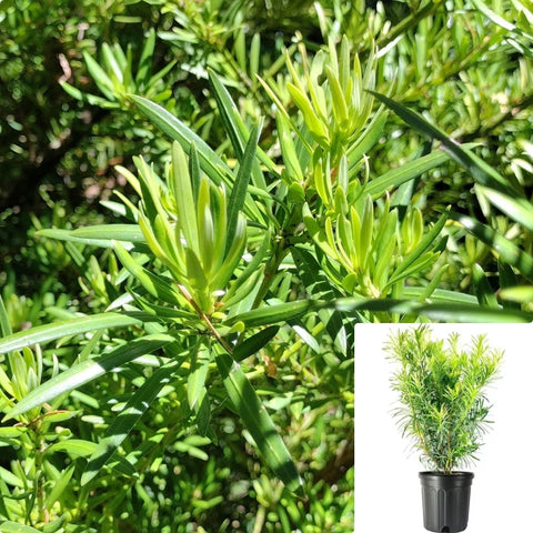 Podocarpus Macrophyllus Maki 5Gallon Big Leaved Podocarpus Japanese Jew Pine Tree 5Gallon Live Plant Fr7