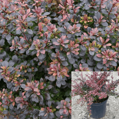 Berberis Sunjoy Todo 5 Gallon Purple Sunjoy Todonberberis Live Plant Outdoor Gr7
