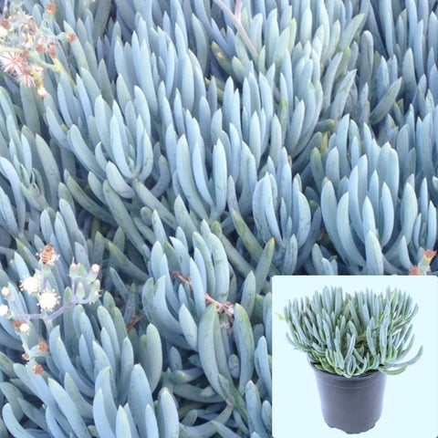 Senecio Mandraliscae Plant Blue Chalk Sticks 1Gallon Senecio Serpens Succulent Live Plant Fr7