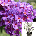 Buddleia Davidii Nanho Purple 1 Gallon Butterfly Bush Plant Summer Lilac Shrub Outdoor Live Plant Homr7