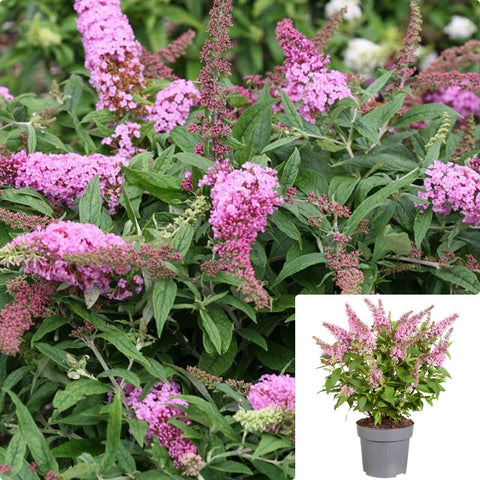 Buddleia Pugster Pink 5Gallon Plant Butterfly Bush Plant Buddleja Plant Flower Live Plant Gr7