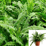 Boston Fern Plant 6Inches Pot Compacta Boston fern Nephrolepis Exaltata Compacta Plant Fern Ht7