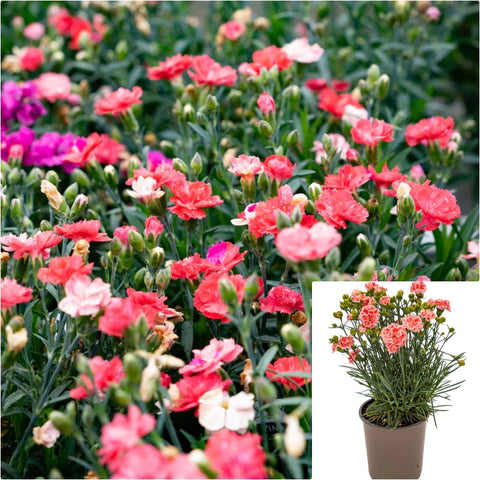 Perennials Assorted 1 Gallon Everlasting Plant Catmint Plant Coneflower Plant Daylily Outdoor Live Plant Gr7