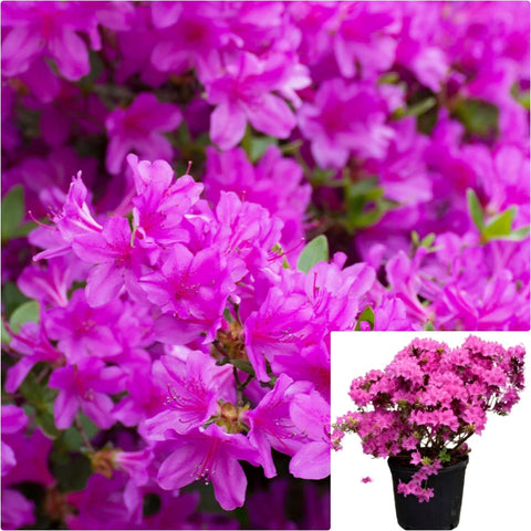 Azalea Encore Royalty 3 Gallon Plant Autumn Royalty Plant Encore Azalea Plant Flower Live Plant Gr7
