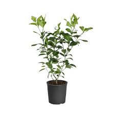 Citrus Lemon Eureka Standard Tree 5Gallon Plant Dwarf Eureka Lemon Palnt Citrus Limon Eureka Plant Outdoor Fruit Tree Live Plant Fr7