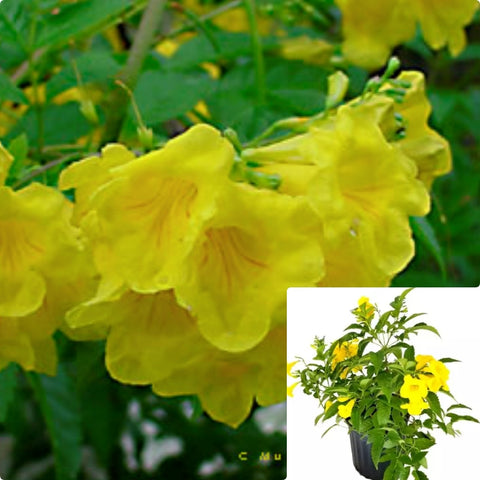 Tecoma Stans Gold Star 3Gallon Plant Yellow Bells Plant Gold Star Plant Esperanza Plant Trumpet Bush Plant Flower Live Plant Ho7
