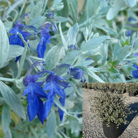 Teucrium Fruticans Azureum 3 Gallon Plant Shrubby Germander Tree Bush Flower Live Plant Ho7