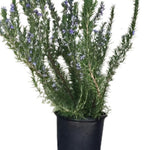 Rosmarinus Off Prostratus 5Gallon Creeping Rosemary 5Gallon Outdoor Live Plant Mr7