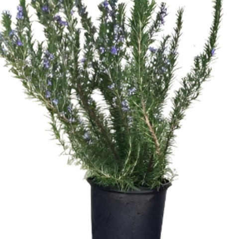 Rosmarinus Off Prostratus 5Gallon Creeping Rosemary 5Gallon Outdoor Live Plant Mr7