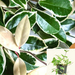 Hoya Carnosa Krimson Queen Plant 6Inches Hoya Carnosa House Live Plant Ht7
