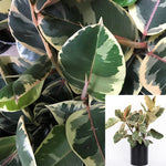 Rubber Variegata Foliage Plant Ficus Elastica 1 Gallon House live Plant ht7