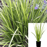 Dietes Vegeta Variegated 1 Gallon Plant Variegata Fortnight Lily Outdoor Flower Live Plant Gr7