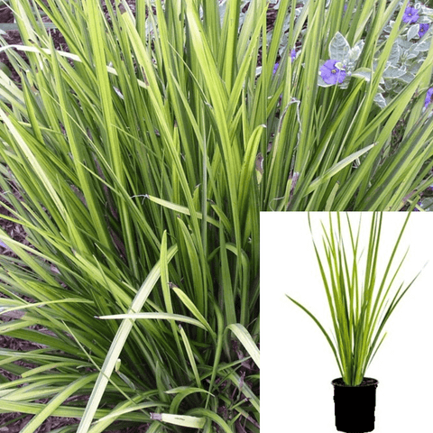 Dietes Vegeta Variegated 1 Gallon Plant Variegata Fortnight Lily Outdoor Flower Live Plant Gr7
