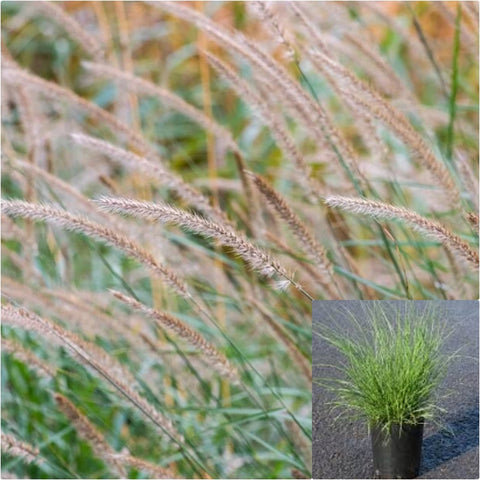 Pennisetum Fairy Tails 1 Gallon Plant Evergreen Fountain Grass Outdoor Live Plant Gr7