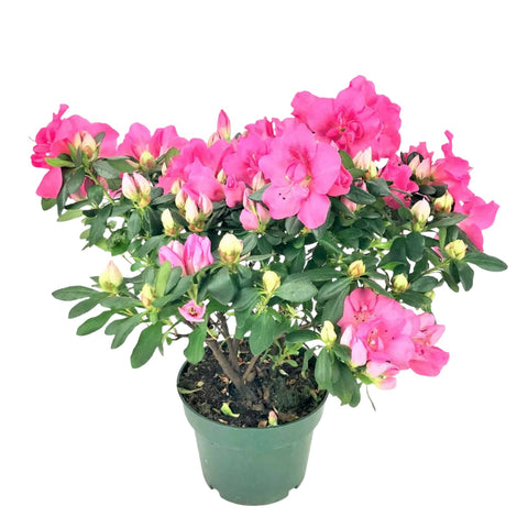 Azalea Southern Charm 1 Gallon Plant Rhododendrons Flower Rhododendron Outdoor Live Plant Fr7