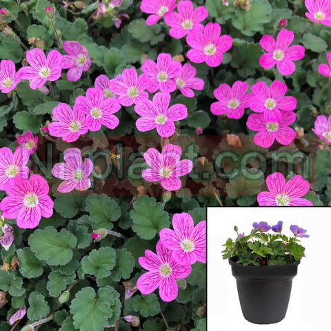 Erodium Cham Bishops Form 1Quart Cranesbill Pink Flower ground cover pink purple flower Live Plant Mr7Ht7