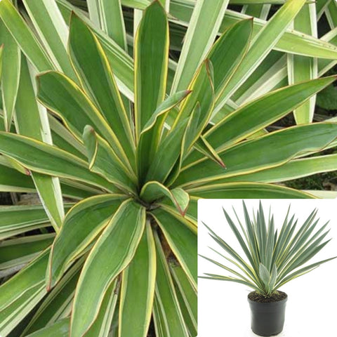 Yucca Gloriosa Variegata 3Gallon Plant Variegated Yucca Plant Spanish Dagger Plant Adam Needle Plant Flower Live Plant Ho7