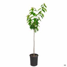 Fruit Tree Berries Assorted 5Gallon Plant Prunus Avium Black Tartarian Purplish Black Plant Outdoor Fruit Tree Live Plant Gr7