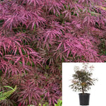 Acer Palmatum Dis Atro Crimson Queen 7Gallon Plant Laceleaf Japanese Maple Plant Crimson Queen Plant Japanese Maple Plant Outdoor Live Plant Gg7