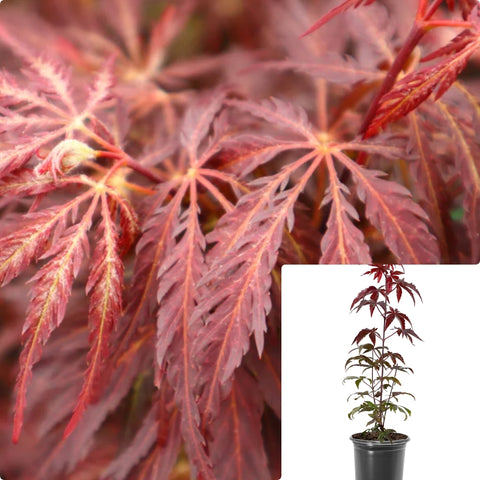 Acer Palmatum Dis Atro Inaba Shidare 1Gallon Plant Weeping Red Laceleaf Japanese Maple Plant Inaba Shidare Plant Outdoor Live Plant Gg7