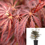 Acer Palmatum Dis Atro Inaba Shidare 5Gallon Plant Weeping Red Laceleaf Japanese Maple Plant Inaba Shidare Plant Outdoor Live Plant Gg7